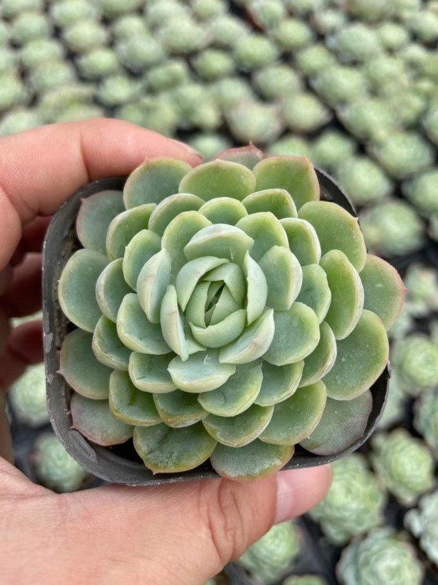 多肉植物要防霜冻吗,多肉冰梅的养殖方法和注意事项