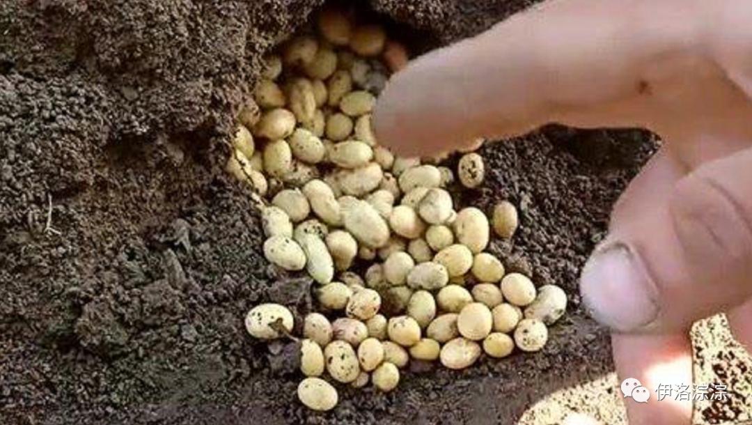 童年趣事逮蚂蚱,童年趣事捉蛐蛐