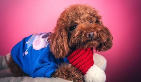 养泰迪犬要准备什么要注意什么,泰迪怎么养新手养泰迪犬基本知识