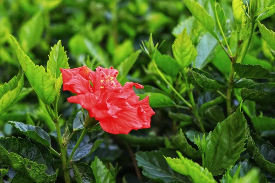 福州职业中专学校风景,福州职业技术学院校园图