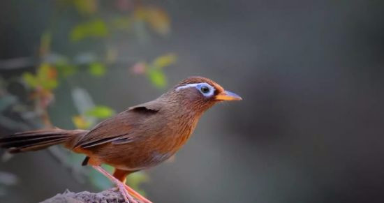 春天怎样管理桃树,春天怎样打理花