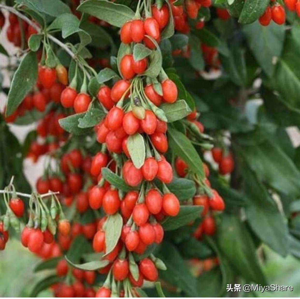 玫瑰果油祛老年斑,玫瑰果油护肤多年