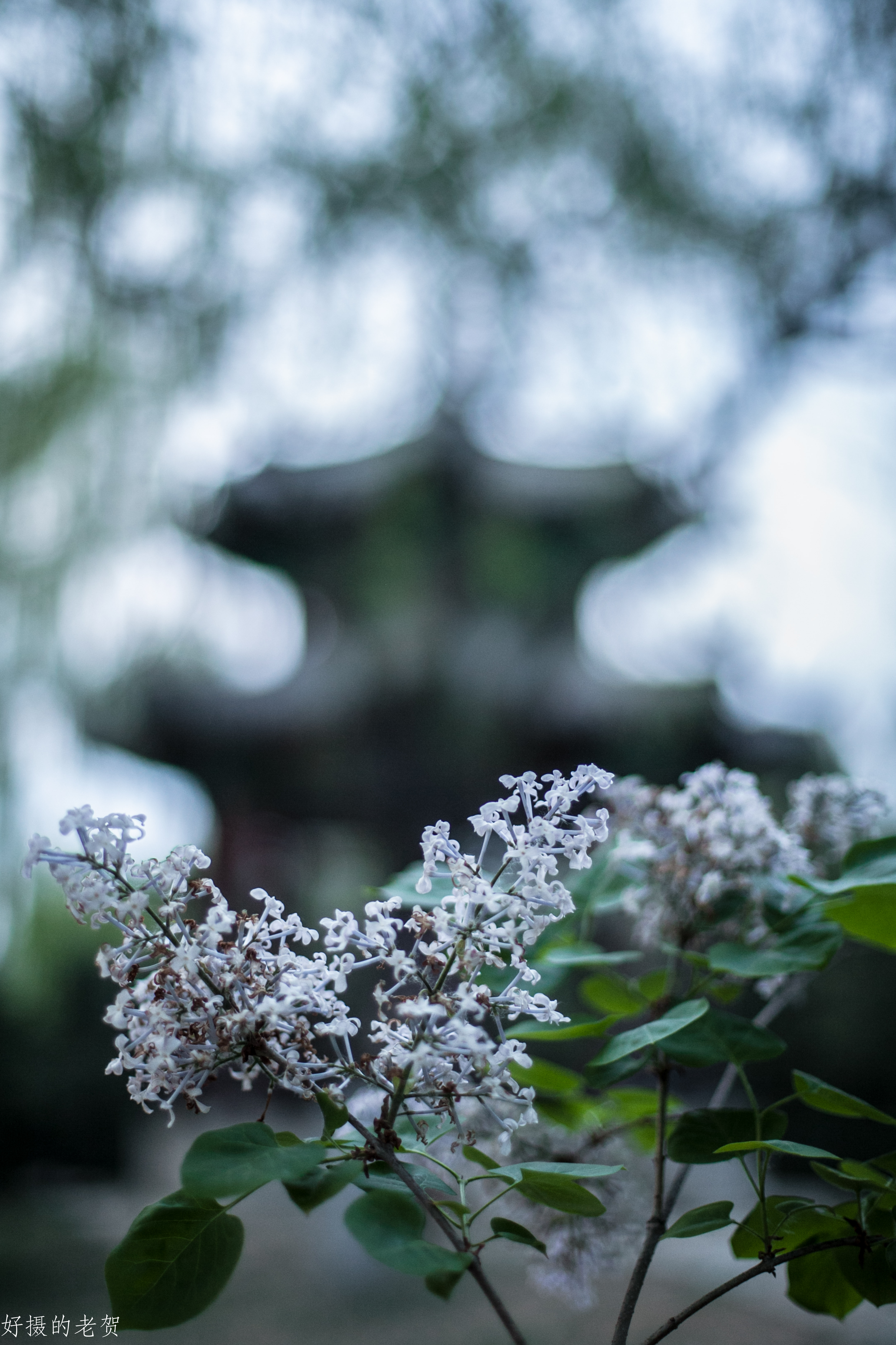 小小街头公园也有春天？疫情期间，它成为唯一舒缓心情的伊甸园