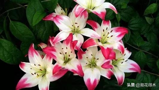 百合花开花后怎么留种球,百合花开花后晒太阳吗