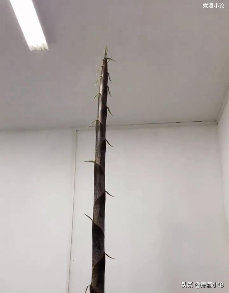湖南女教师宿舍长出4米高竹笋,湖北女教师宿舍长出竹笋