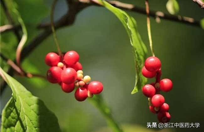 每天一粒五味子,每日一次的药