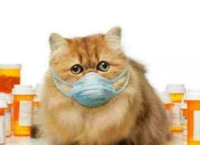 如何纠正猫咪的尿床行为,怎么彻底解决猫咪尿床