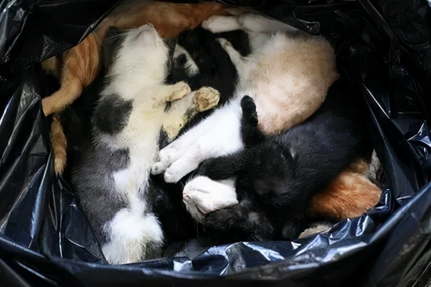 “领养”代替“购买”,爱猫不止于此