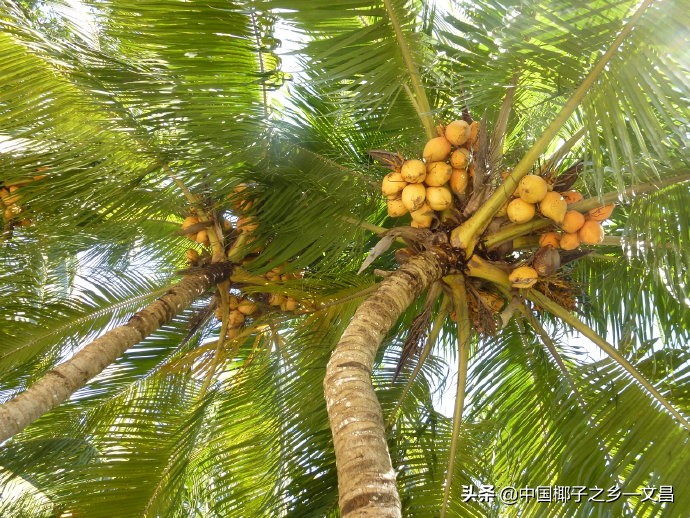 椰树十几年前,椰树是一年四季都有吗