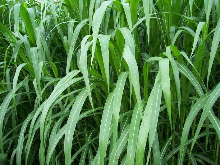 种草圈养羊不可行吗,种草养羊为什么不可行