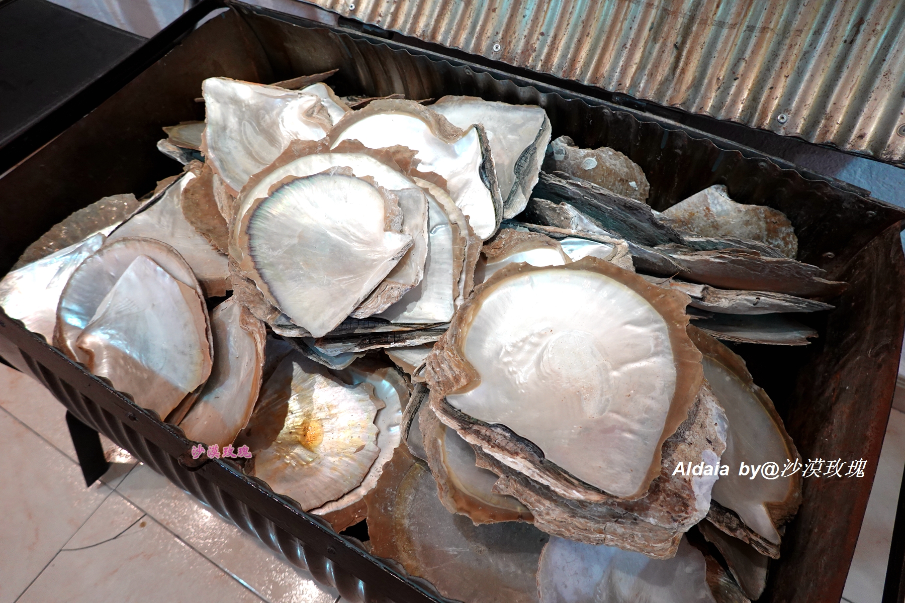 折扇来源于中国,折扇是朝鲜发明的