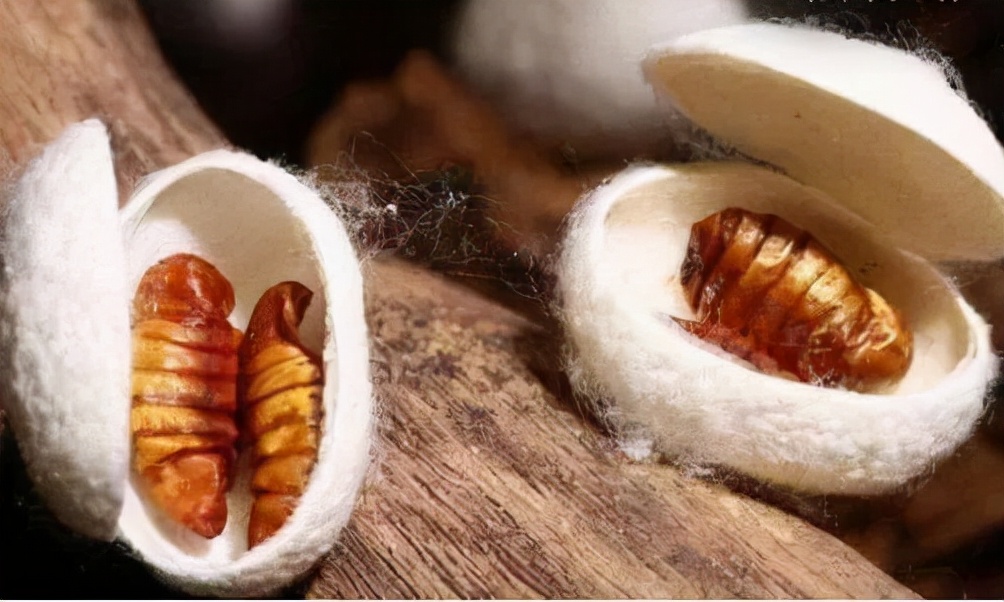 摘桑养蚕赚钱,种桑养蚕致富的成功经验