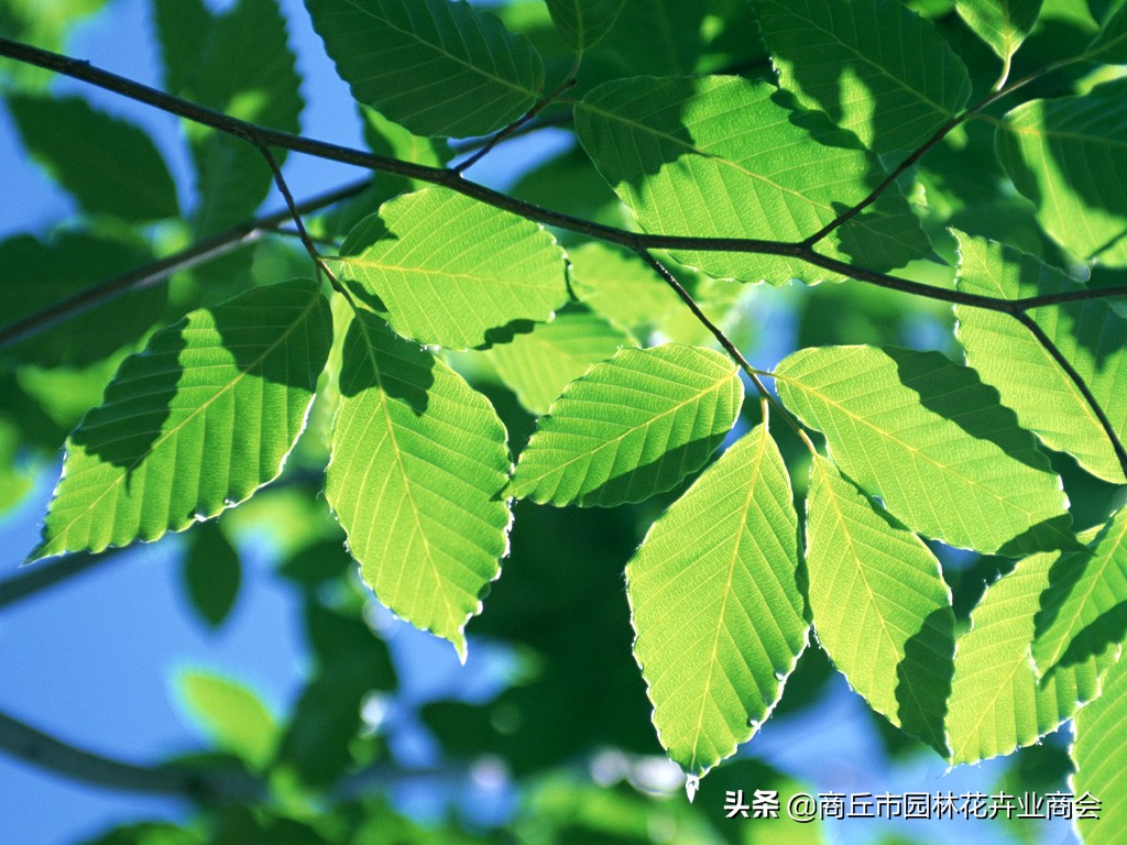 花卉绿叶萎蔫是啥原因如何救,花卉枯萎了如何补救