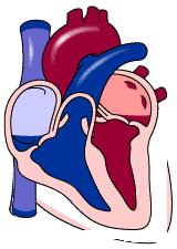 主动脉瓣各瓣膜示意图,心脏二尖瓣瓣膜图解高清图