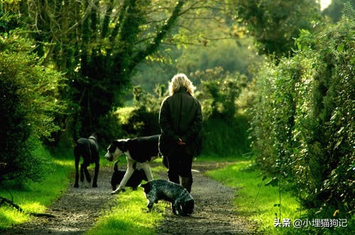 人会得抑郁症吗,狗狗会得抑郁症了怎么治疗
