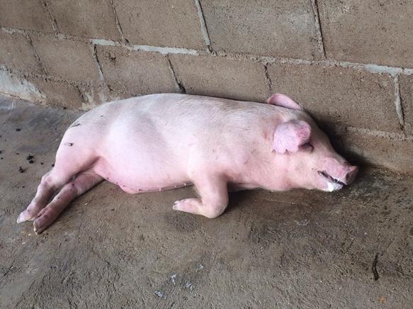 猪张嘴喘气叫声嘶哑怎么治疗,猪呼吸急促喘气是啥病