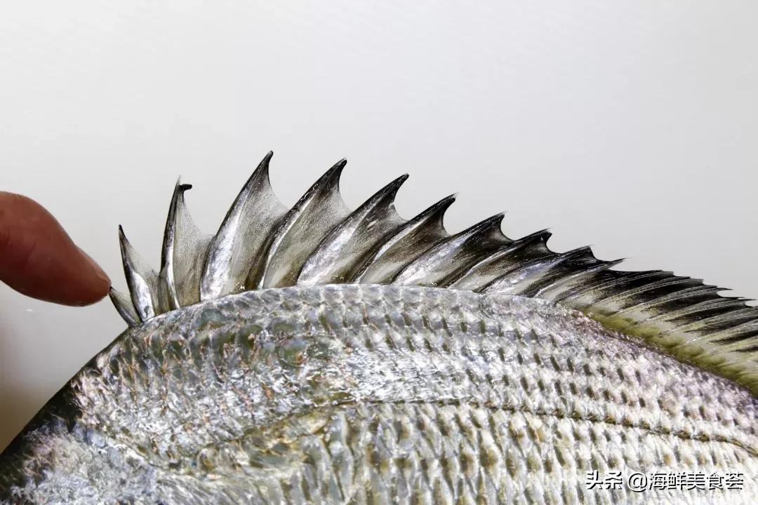 黄翅鱼如何分辨野生和养殖 (怎么看黄翅鱼是不是野生的)