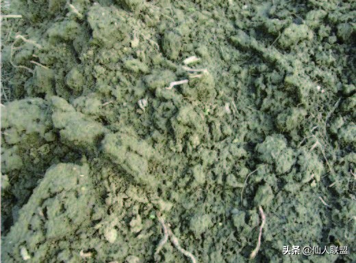 石食者THESTONEEATERS六