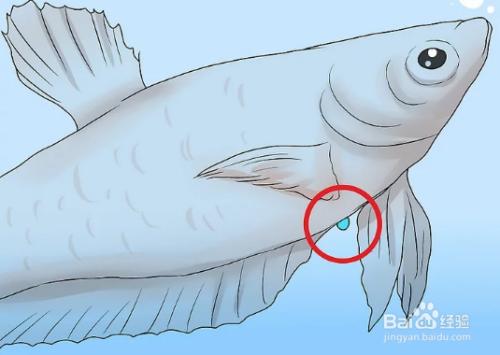 斗鱼直播性别设置,怎么区别斗鱼的性别