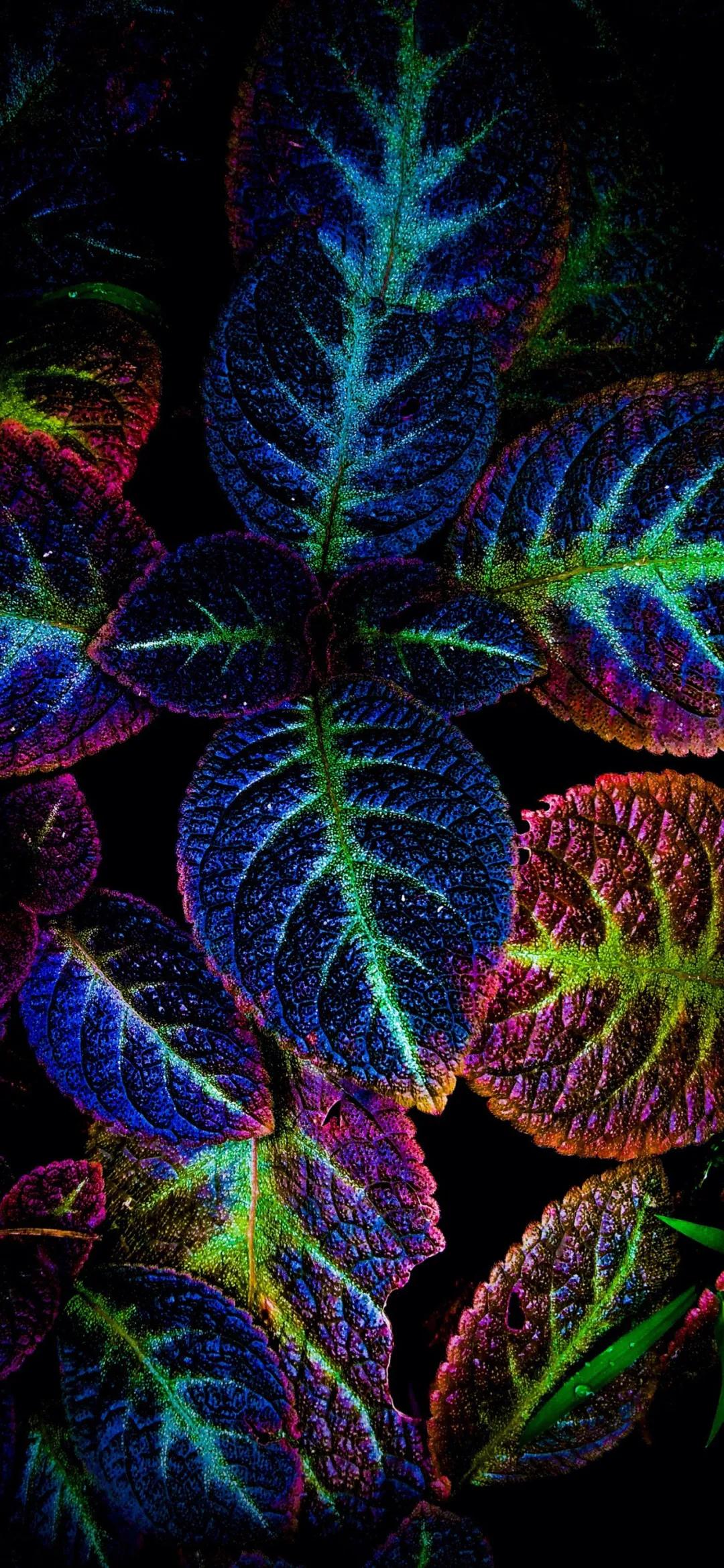 文艺素雅治愈植物手机壁纸,唯美治愈系手机壁纸植物