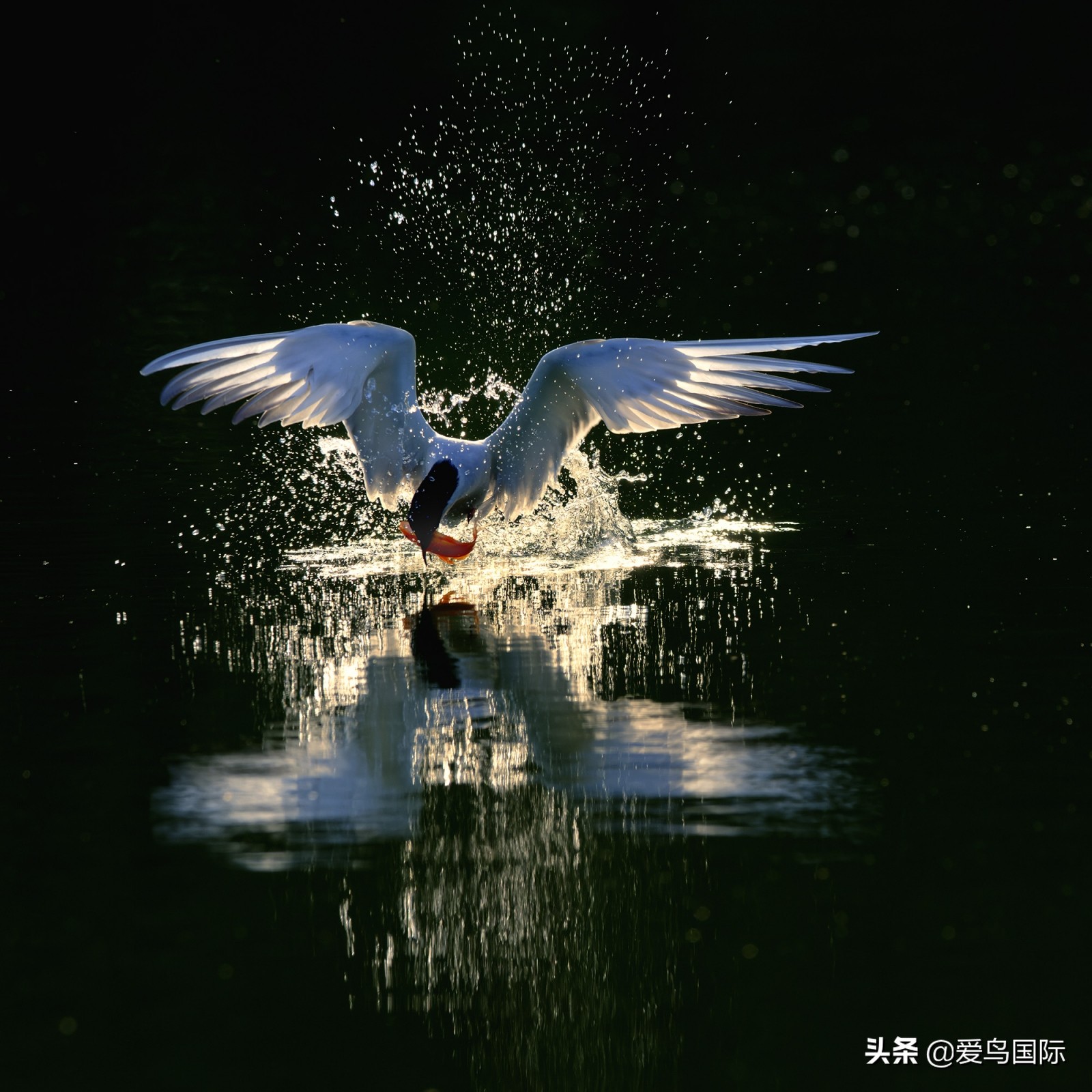 躁动的繁殖季节2021观鸟大年五月精华作品集