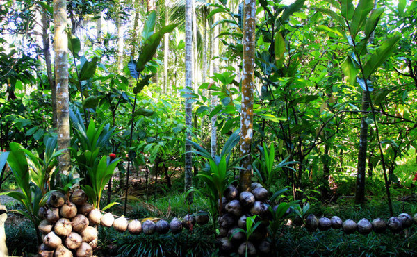 海南旅游海口到三亚自由行,从海口到三亚感受海南的无限魅力