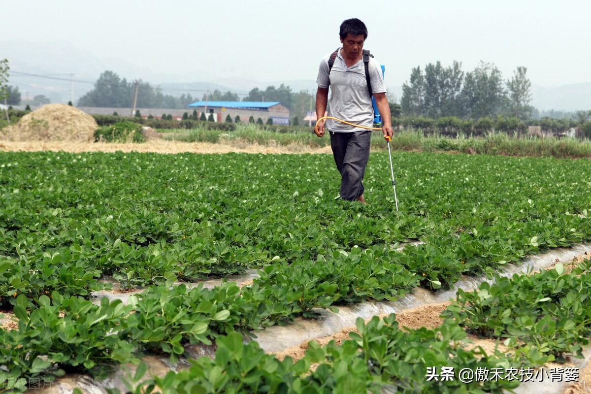 花生带壳播种比剥壳播种，真的更省工、省肥、病害少、产量高吗？