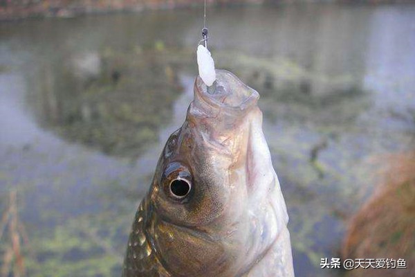 野钓冬季大鲫鱼最佳饵料,秋天野钓大板鲫的饵料