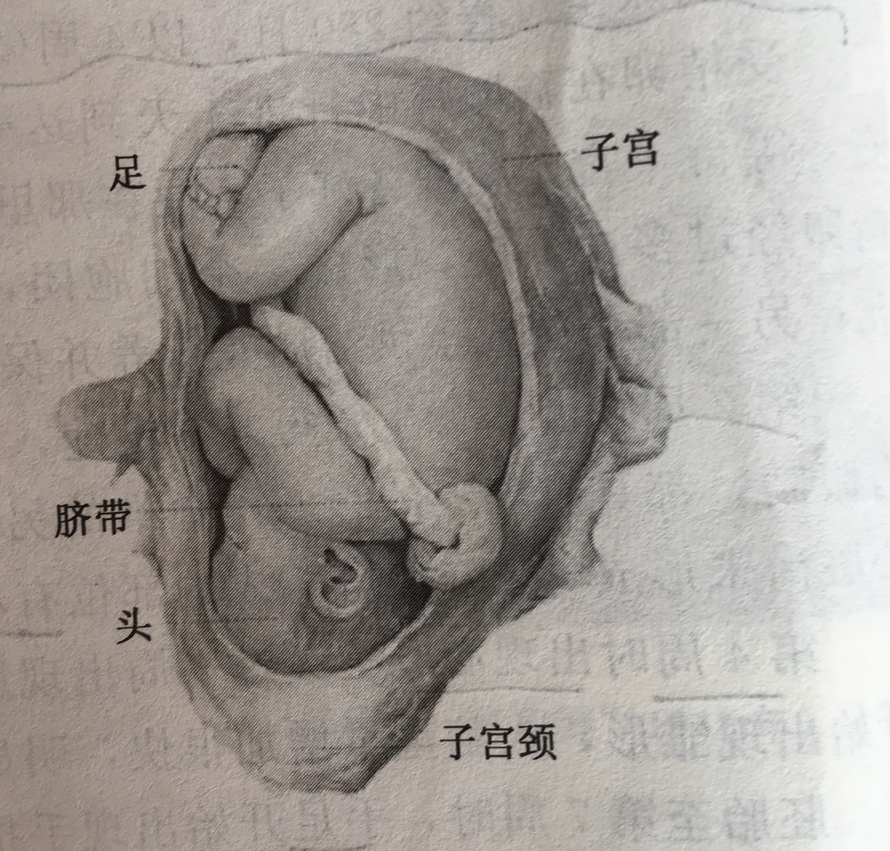 双胞胎胎儿发育过程动画视频,怀孕期间胎儿发育过程的视频