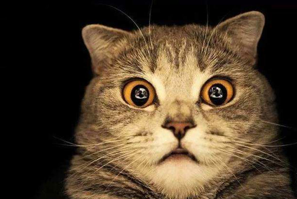 猫咪常见的几种疾病铲屎官必看,猫爪冰凉是怎么回事