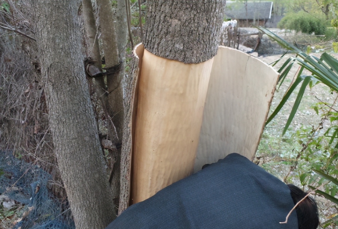 原产于中国的物种,树皮里面有银丝叫什么药材