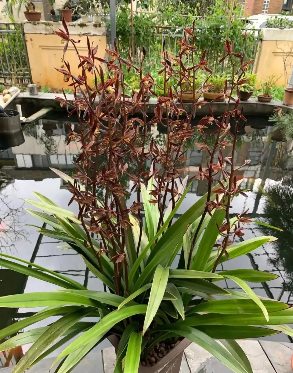 十大值得养的兰花有哪些,适合家庭养的兰花品种大全图