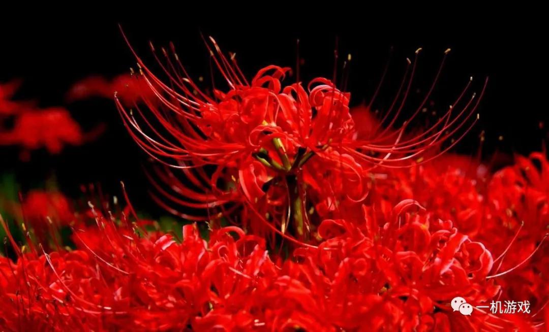 自带色孽MOD的暗黑地牢？不，这个游戏，美而不淫