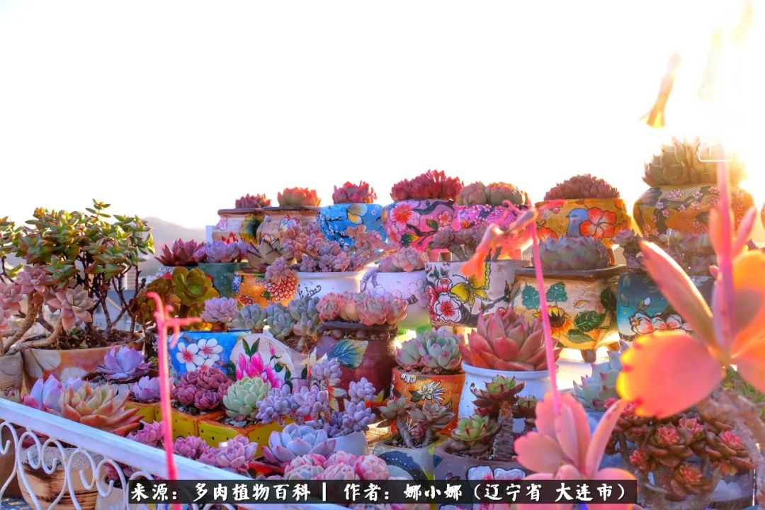 你是盆我是花，你护我周全，我为你绽放