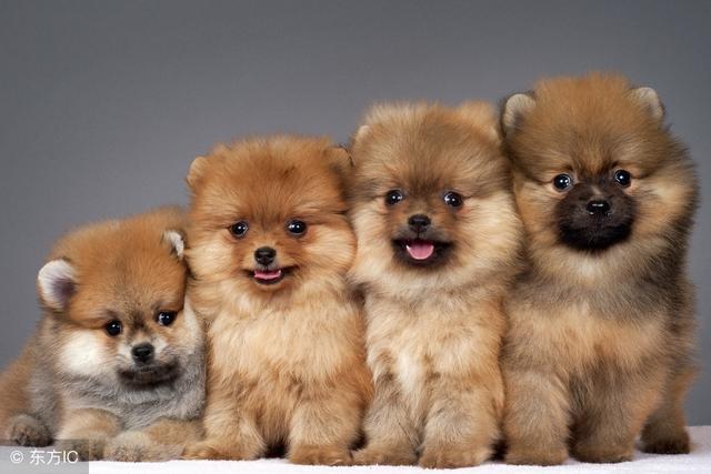 狗狗买什么品种最合适,怎么给狗狗选择宠物狗品种