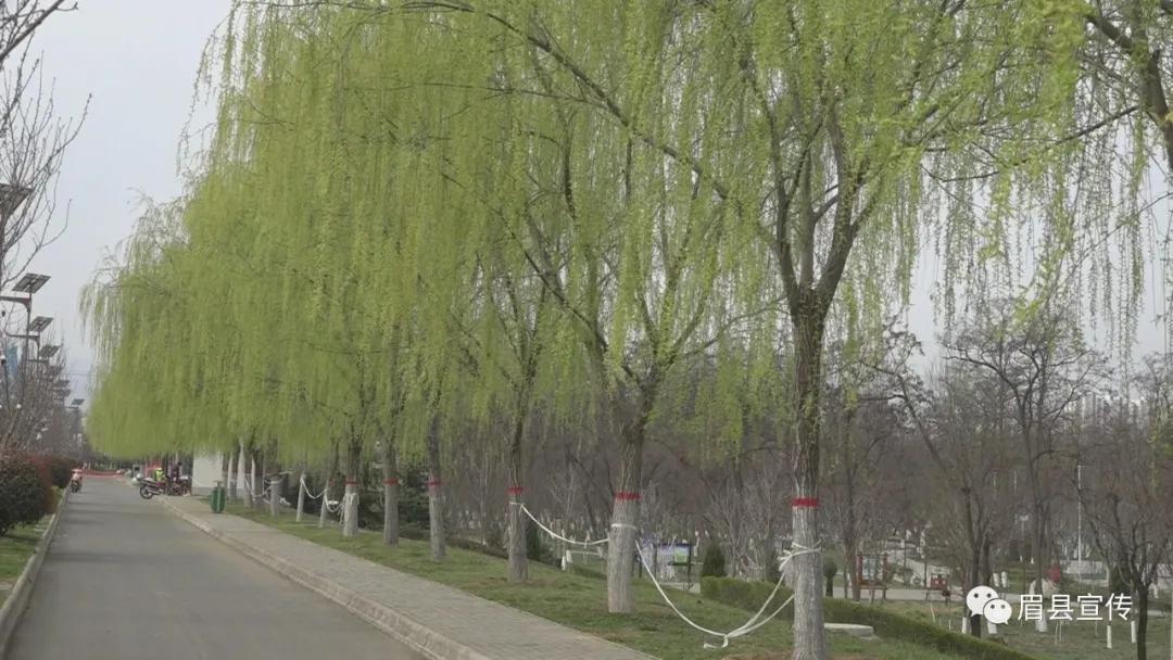 眉县花开的地方,眉县槐芽镇踏青赏花