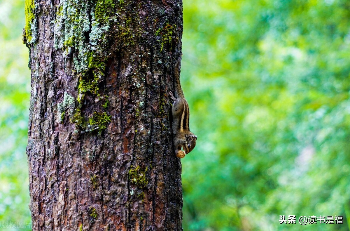 吕氏春秋孝行翻译,吕氏春秋孝行文言文翻译