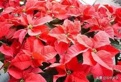 花语大全100种花图片,100种花的花语太全了