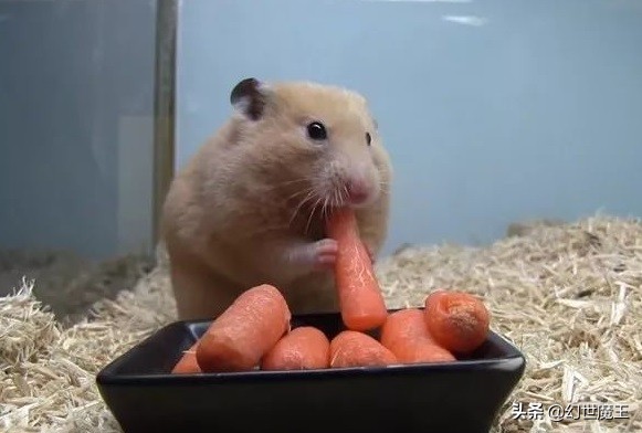 除了吃货，仓鼠还会“过日子”，只因嘴上有一个“异度空间”？