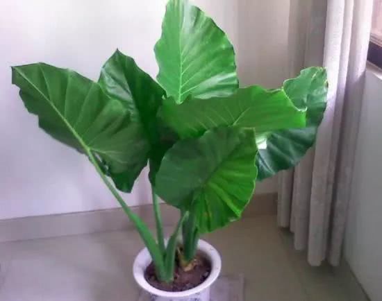 毒花致面部烧伤,女学生被毒花感染