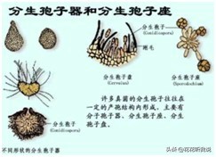 真菌结构图手绘简单清晰,真菌结构和功能的基本单位是什么