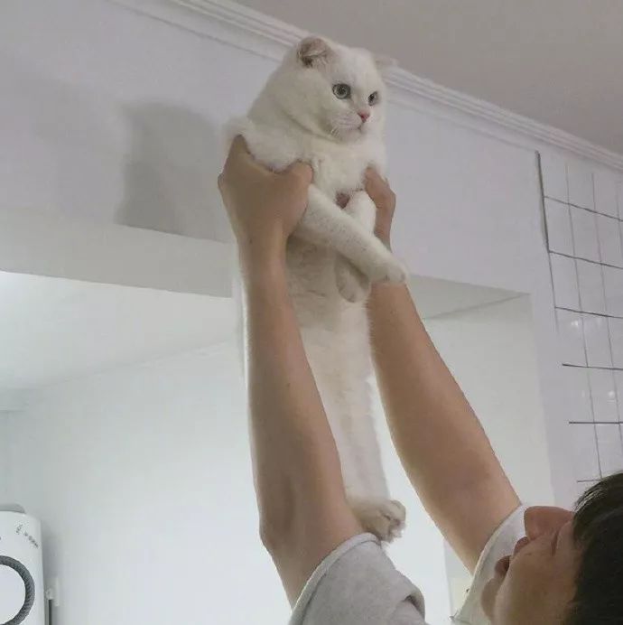 铲屎官请自重图,铲屎官请自重