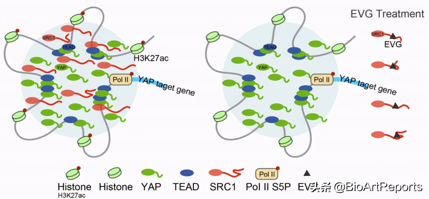 新型抗艾滋病药物及其作用机制,抗艾滋新药