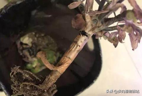 多肉的根腐黑怎么处理,多肉腐黑了要拔根吗