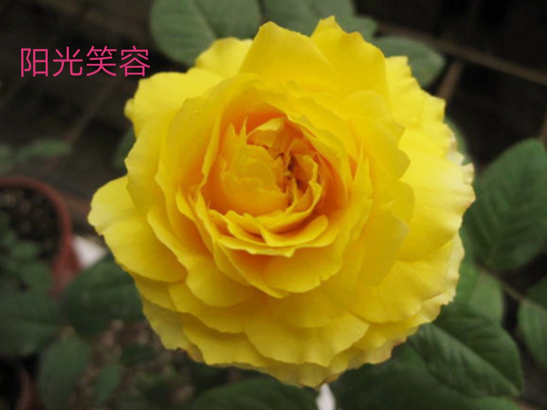 适合做切花的月季品种,十大公认最好切花月季