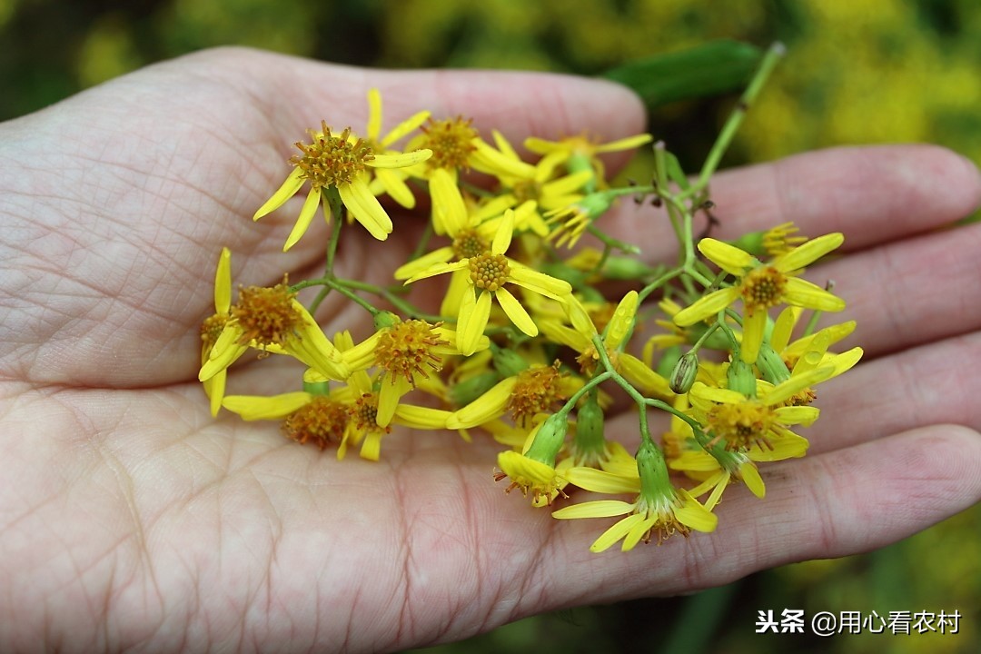 农村随处可见的小黄花，农民管它叫千里光，功效与作用值得您牢记