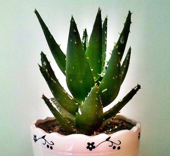 盆栽芦荟底部叶片干黄怎么办,养芦荟怎么规避黄叶落叶