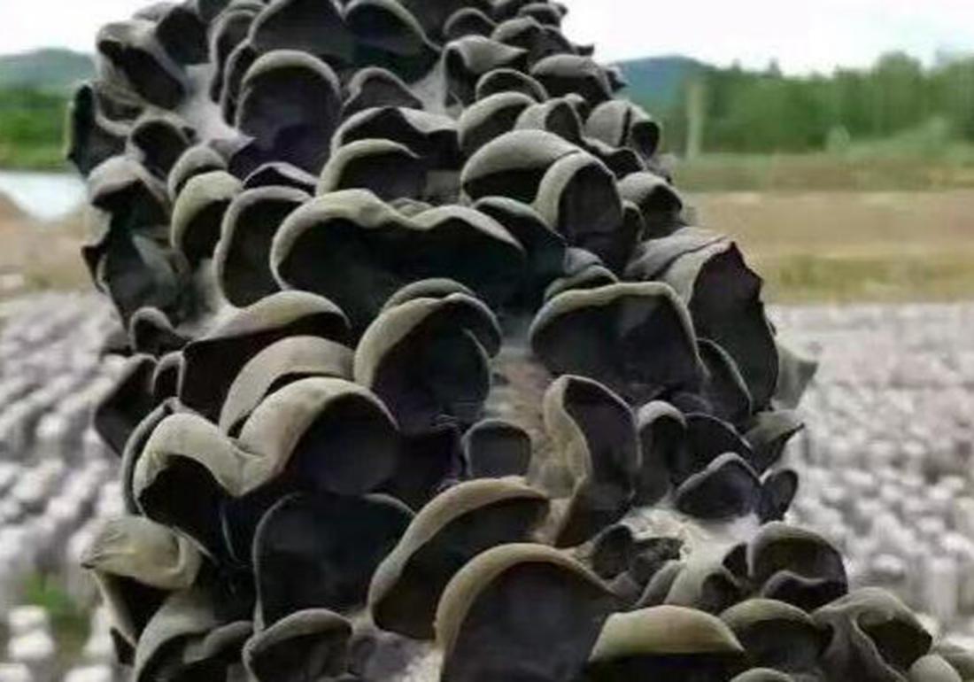 黑木耳露地栽培菌袋培养图片,黑木耳菌袋制作