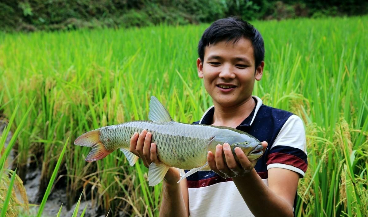 稻鱼养殖的问题有哪些,稻稻共生养什么鱼好
