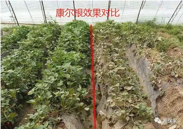 桃树根腐病的治疗方法,治疗根腐病用这四种方法就足够了